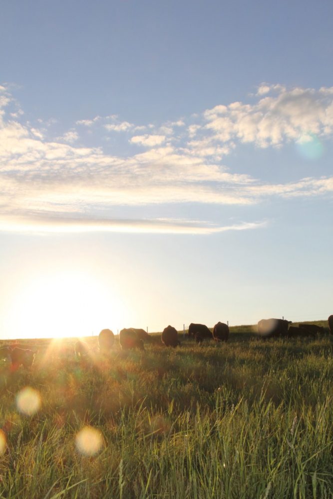 Got a Cover Crop Plan?