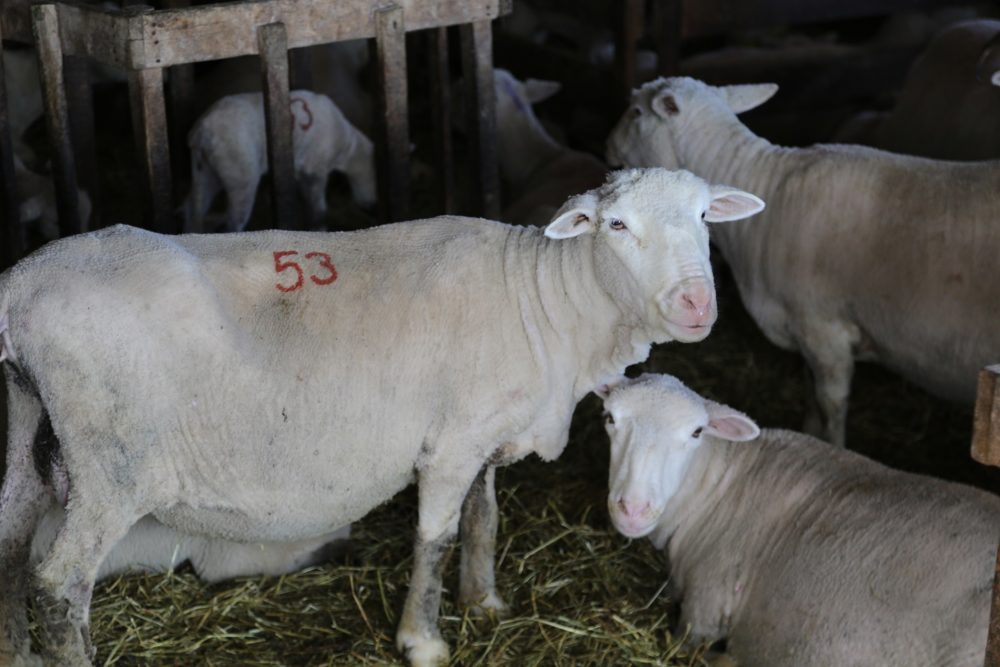 Sheep at Cottage Hill Farm