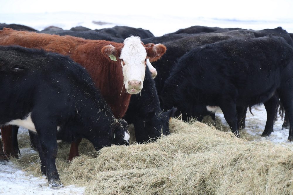 A Bale Processor to Fit Your Operation