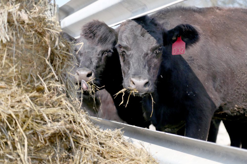 A Cut Above the Rest: How Cutting Length and Harvesting Impact Feed Quality