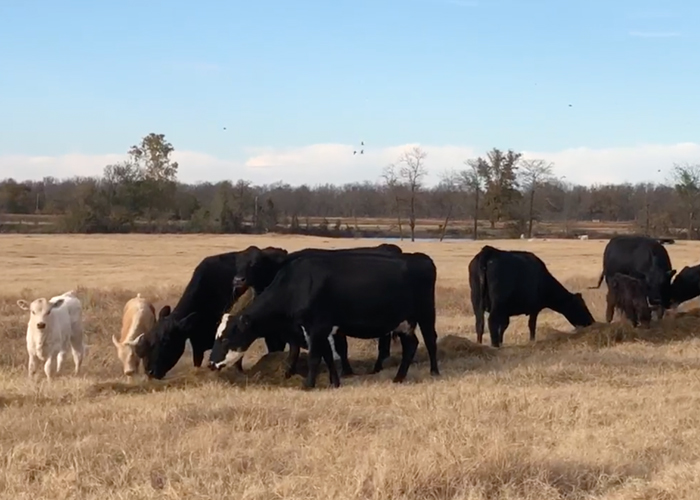Silage of the South