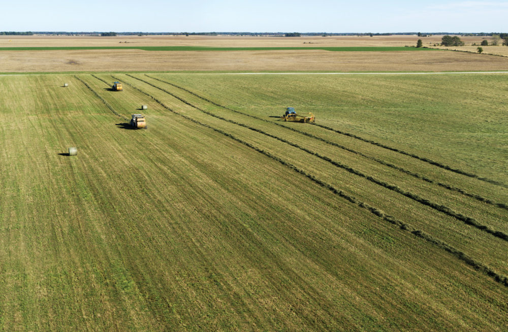 Market Hay Like a Pro With These Five Tips
