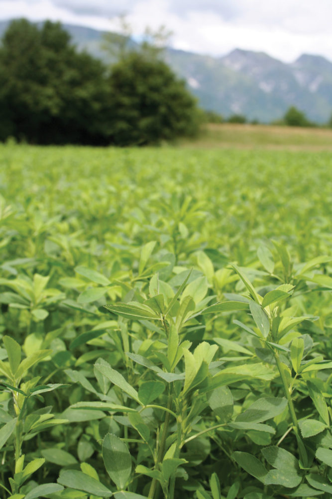 Balancing Fall Dormancy and Winter Survival in Alfalfa