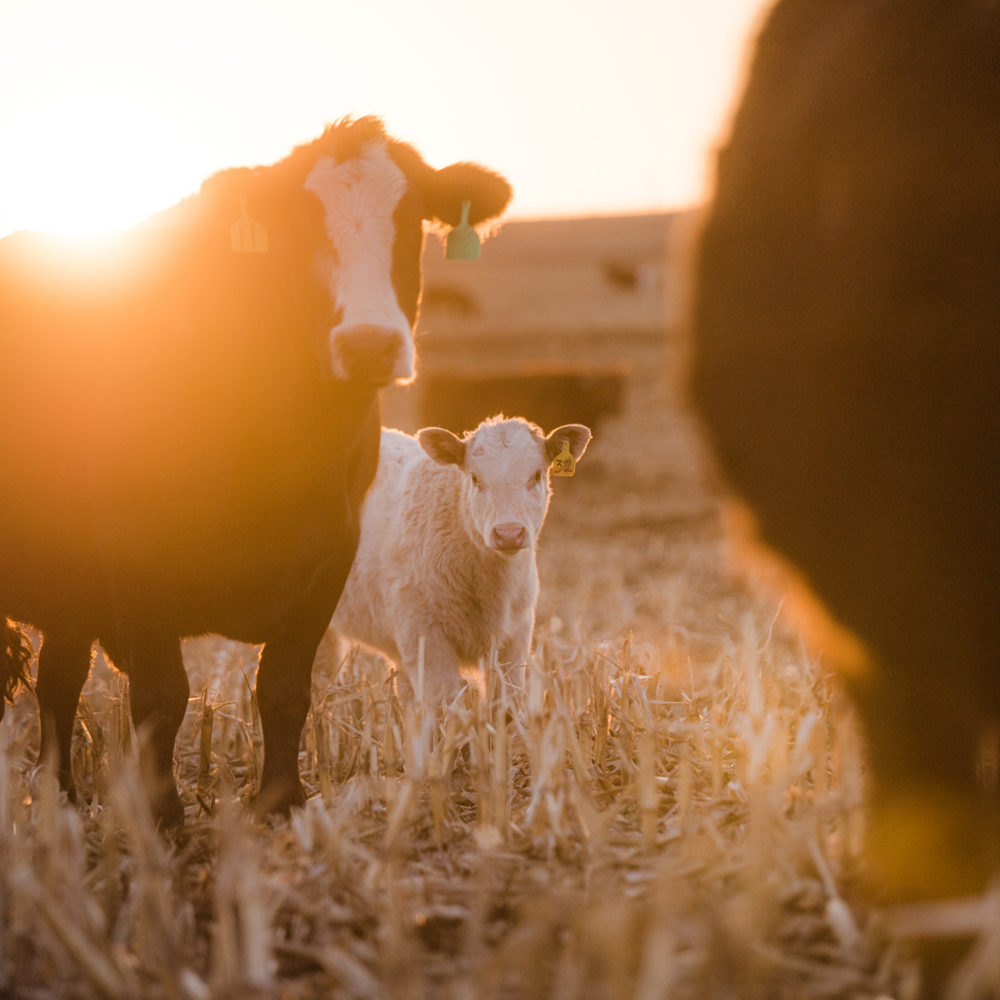 Getting creative with crop residues