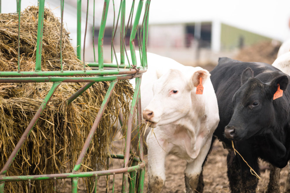 Stop Hay Waste With the Right Feed Management
